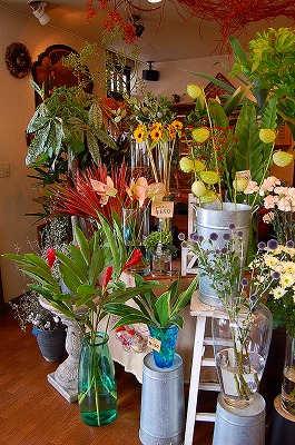 相模原イケてる花屋さん巡り Kusakiの この植物をお買い 相模原イケてる花屋さん巡り Kusakiの この植物をお買い