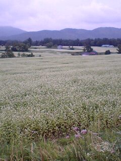 c0047856_11142092.jpg