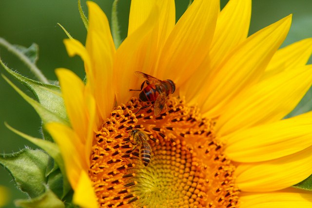 夏の花Ⅱ_f0079157_23263184.jpg