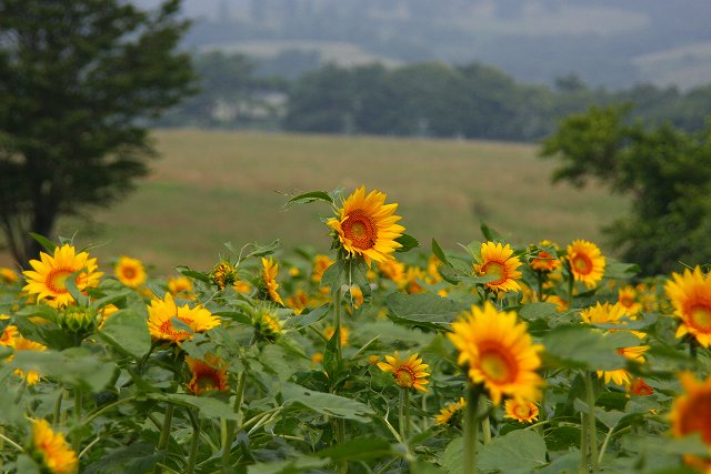 夏の花Ⅱ_f0079157_2326934.jpg