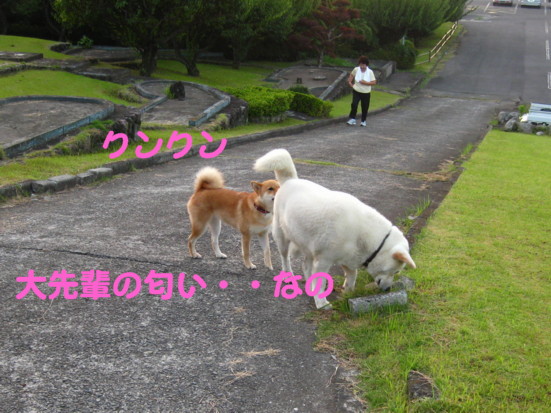 柴犬・・・風が吹いてるけど暑い！_d0150660_15364680.jpg