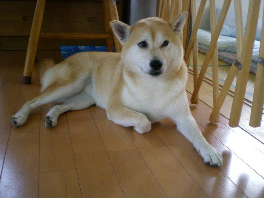 2008年8月3日(日)アイちゃん頑張れ!_f0060461_17361322.jpg