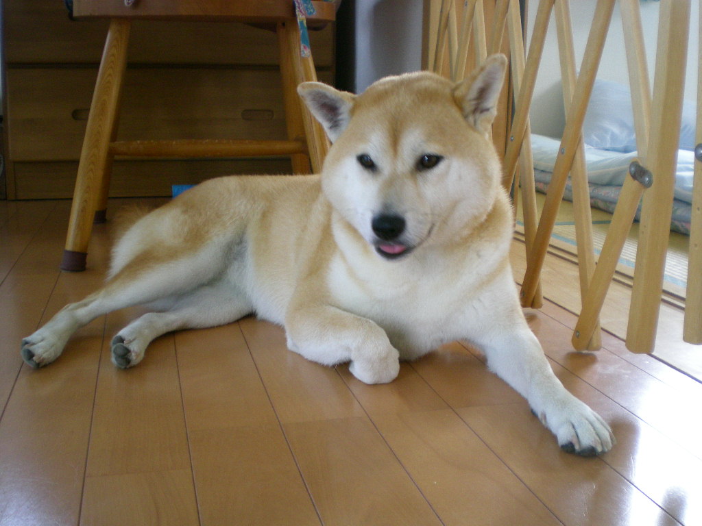 2008年8月3日(日)アイちゃん頑張れ!_f0060461_1737478.jpg
