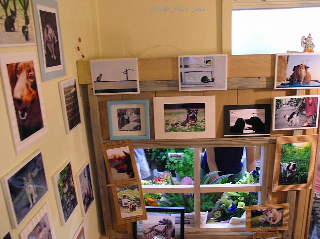 * 写真展　『犬猫時間』 *_c0085665_20103839.jpg