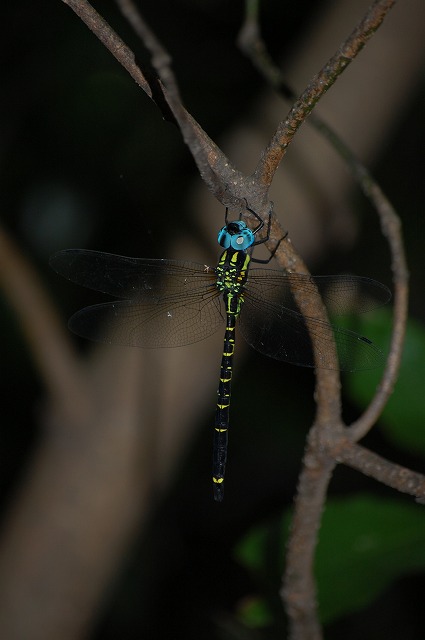 d0019074_18274014.jpg