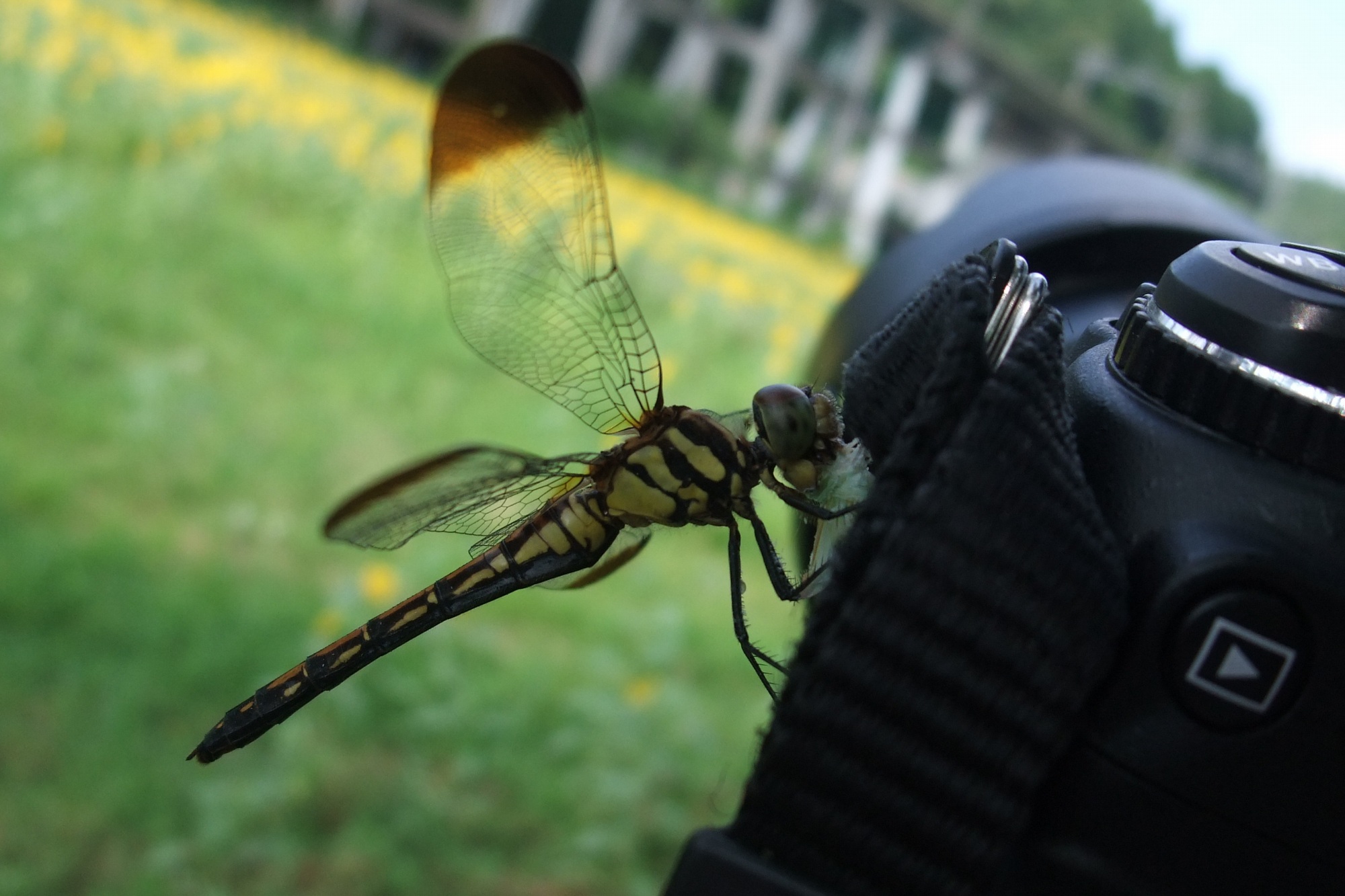 カメラで、お食事_e0071178_18472791.jpg