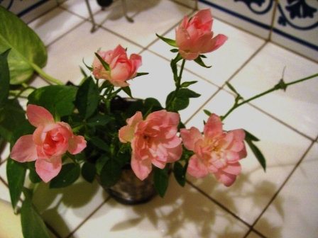 c0015882_48768.jpg