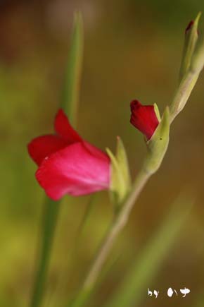 元気な花たち_b0119190_7103047.jpg