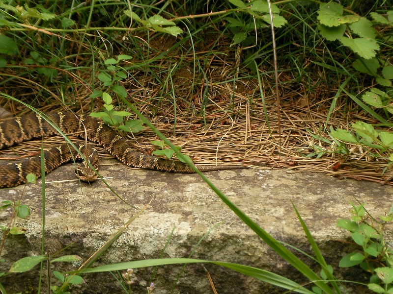 星ｶﾞ城山・寒霞渓_b0124306_21225396.jpg