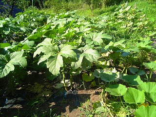 野菜、今昔_c0060919_15262532.jpg