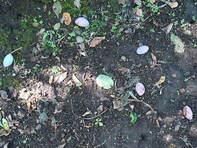 f0170524_12493470.jpg