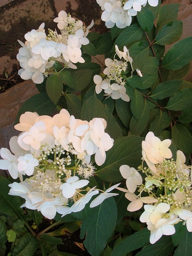 f0170524_12562015.jpg