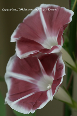 c0045227_1656290.jpg