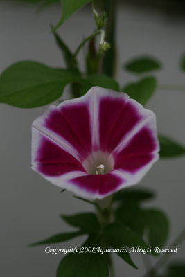 c0045227_1701330.jpg