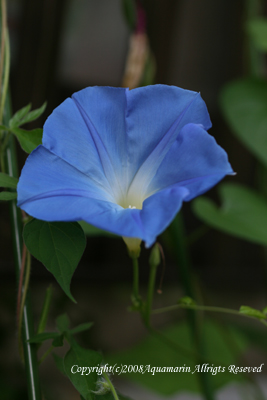 c0045227_1755474.jpg
