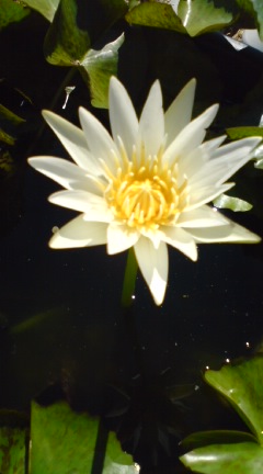 e0069433_15464355.jpg