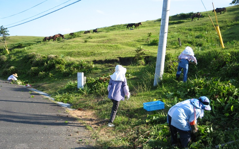  　初めち　参加しました　都井岬のアジサイ剪定作業！！_f0042737_2057189.jpg