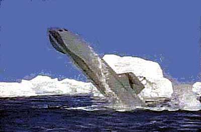 Voyage to the Bottom of the Sea (「原子力潜水艦シービュー号 Voyage to the Bottom of the Sea (「原子力潜水艦シービュー号