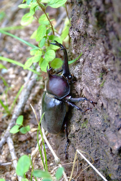 カブト君健在！_b0109942_1931928.jpg