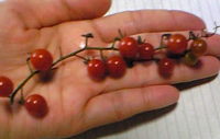 f0065954_1865032.jpg