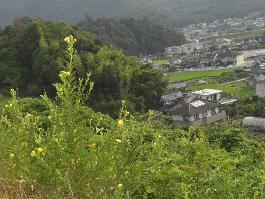 土手の花「コンデジ」_f0106759_710155.jpg