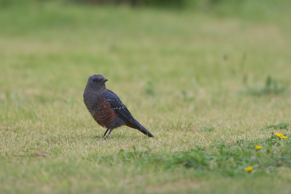 ヤンバルで夏休み（ヤンバルクイナとノグチゲラ）_b0092366_2262529.jpg