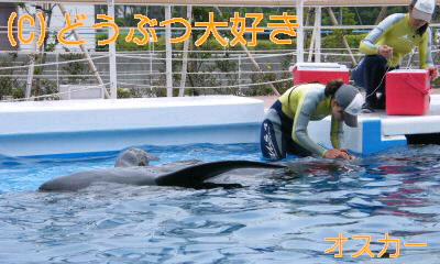 八景島シーパラダイス ふれあいラグーン どうぶつ大好きo O 八景島シーパラダイス ふれあいラグーン どうぶつ大好きo O