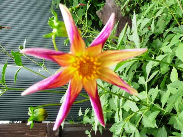 d0042474_2043177.jpg