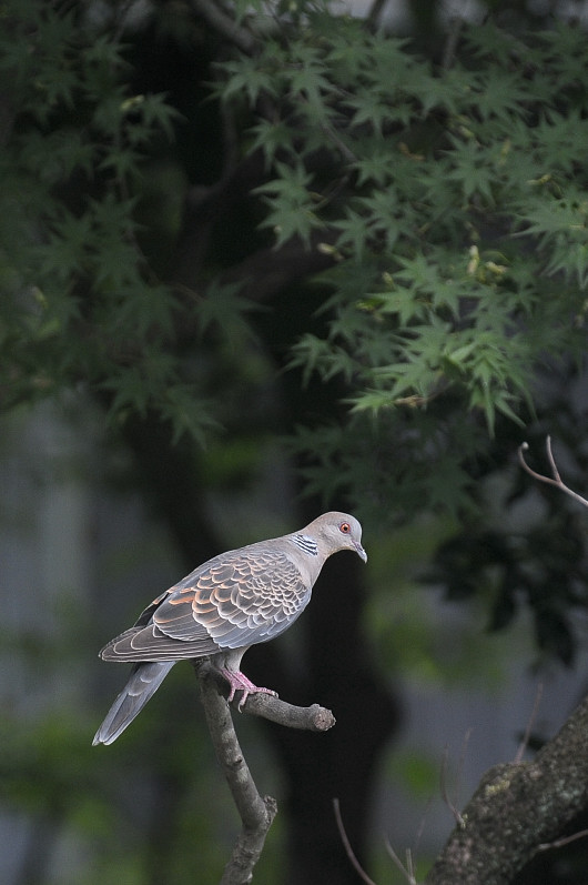 町の公園とカワセミ_c0069178_17464652.jpg