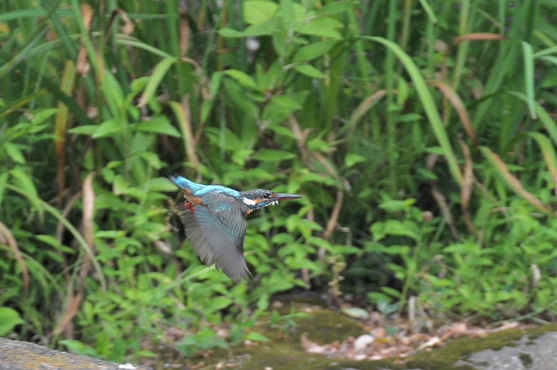 町の公園とカワセミ_c0069178_17484145.jpg