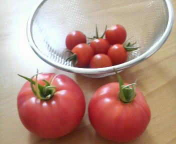 トマト収穫！_e0135196_1017778.jpg
