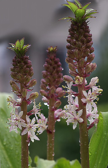 ユーコミス パイナップルリリー 野草デジカメ日記 ユーコミス パイナップルリリー 野草デジカメ日記