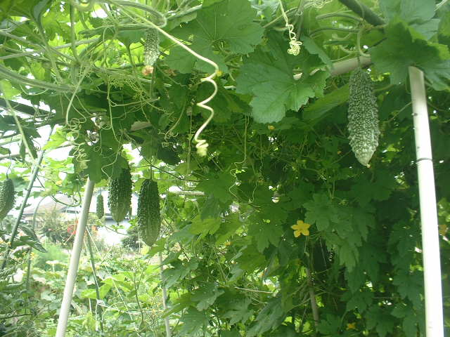 ３０７）夏野菜は早くも折り返し地点です。_b0029010_2137421.jpg