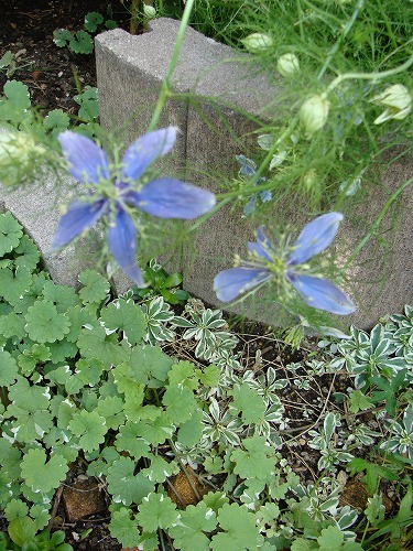 花の種・・と、ロックと緑と、きゅうりの漬物。_f0170524_13475850.jpg