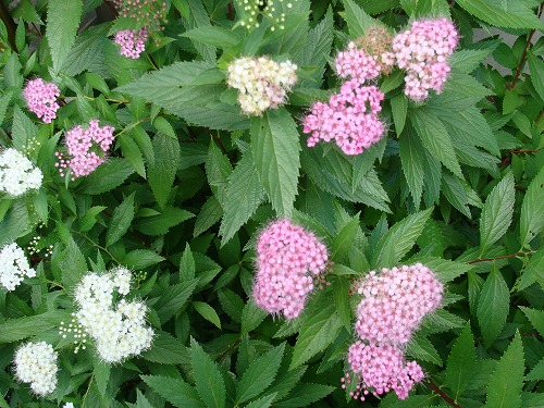 花の種・・と、ロックと緑と、きゅうりの漬物。_f0170524_1352996.jpg