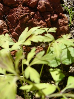 花の種・・と、ロックと緑と、きゅうりの漬物。_f0170524_13544617.jpg