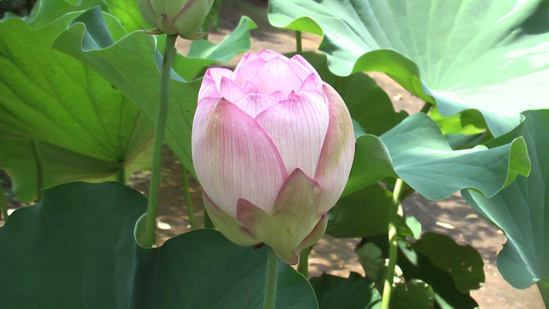 神秘的なピンクと白とトトロの傘の葉っぱ 蓮 Kotokoto花日記