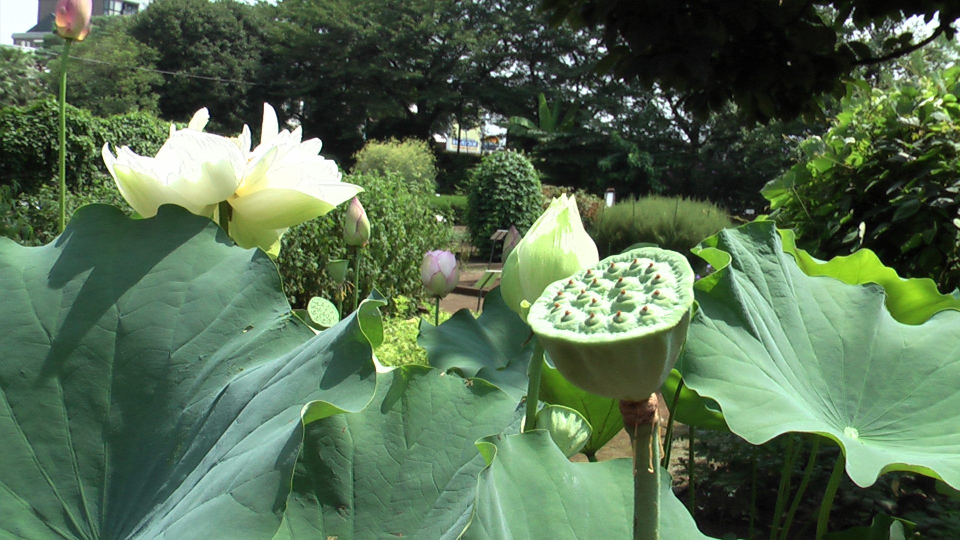 神秘的なピンクと白とトトロの傘の葉っぱ 蓮 Kotokoto花日記