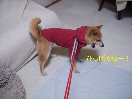 雷と犬のオヘソ。_b0158035_9185145.jpg