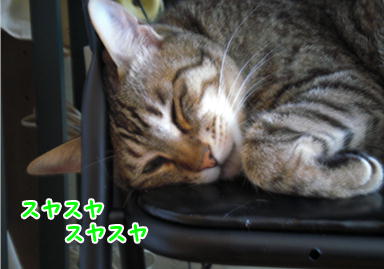 暑いよ～眠いよ～_d0139352_0451217.jpg