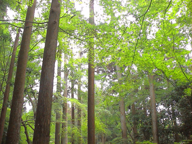 京都に行ってきました~お寺編。_e0060555_13225518.jpg