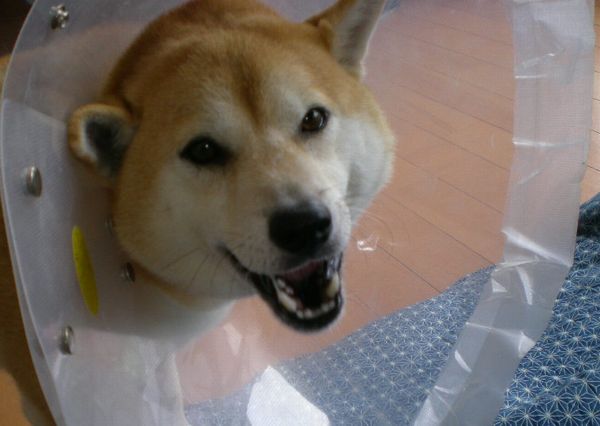 2008年8月5日(火)エリマキトカゲ・クィーン!_f0060461_1453821.jpg