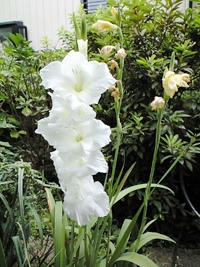 なぜか懐かしいグラジオラス おりおりの通りみち