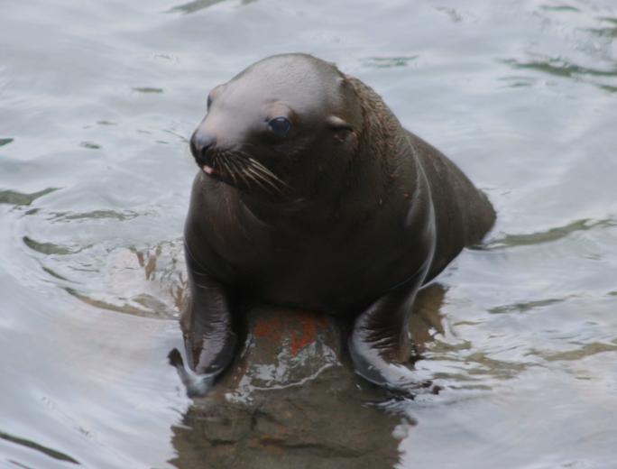 トドの赤ちゃん 気まぐれzoo トドの赤ちゃん 気まぐれzoo