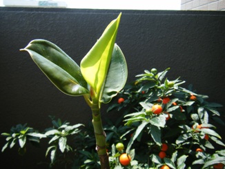 c0118715_18181627.jpg