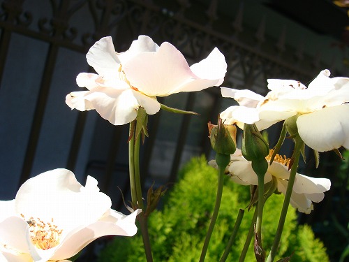 薔薇再び・・と、「原爆の日」川通り餅。_f0170524_143539.jpg