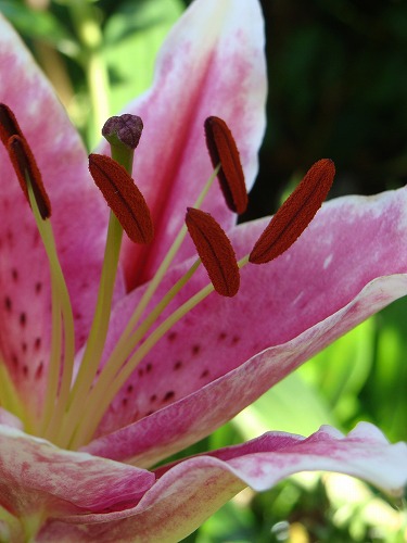 薔薇再び・・と、「原爆の日」川通り餅。_f0170524_14515647.jpg