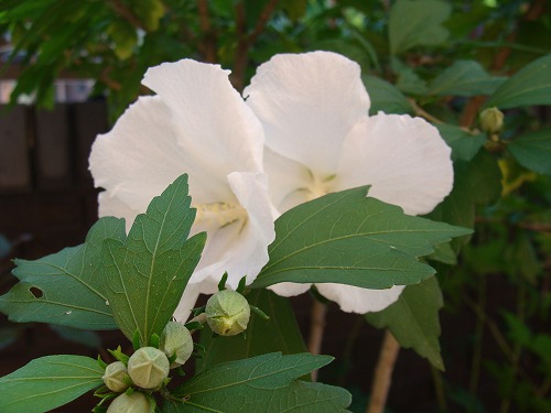 薔薇再び・・と、「原爆の日」川通り餅。_f0170524_14524444.jpg