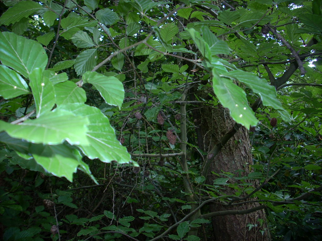 d0145528_68621.jpg