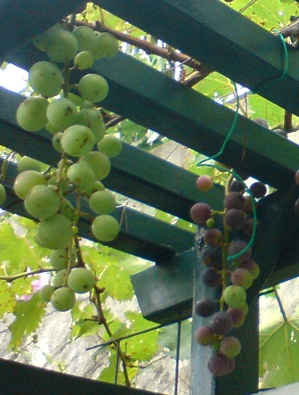 d0040546_2048401.jpg